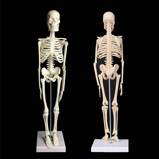 45cm PVC Adult Human Skeleton Model